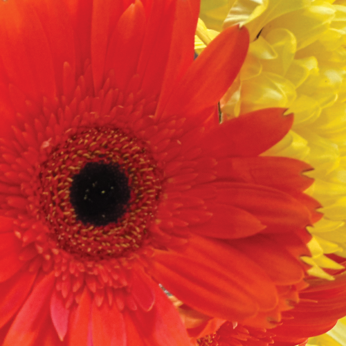 orange-yellow-flower