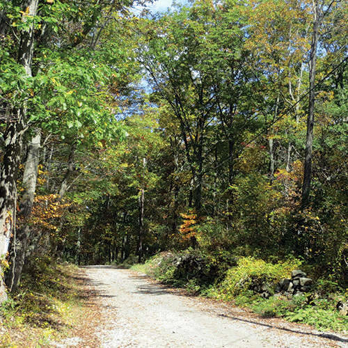 path-in-woods