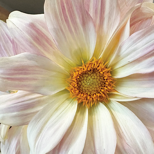 softpink-flower