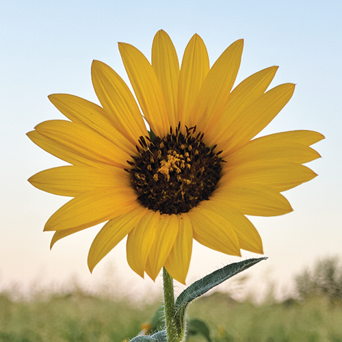 solo-sunflower